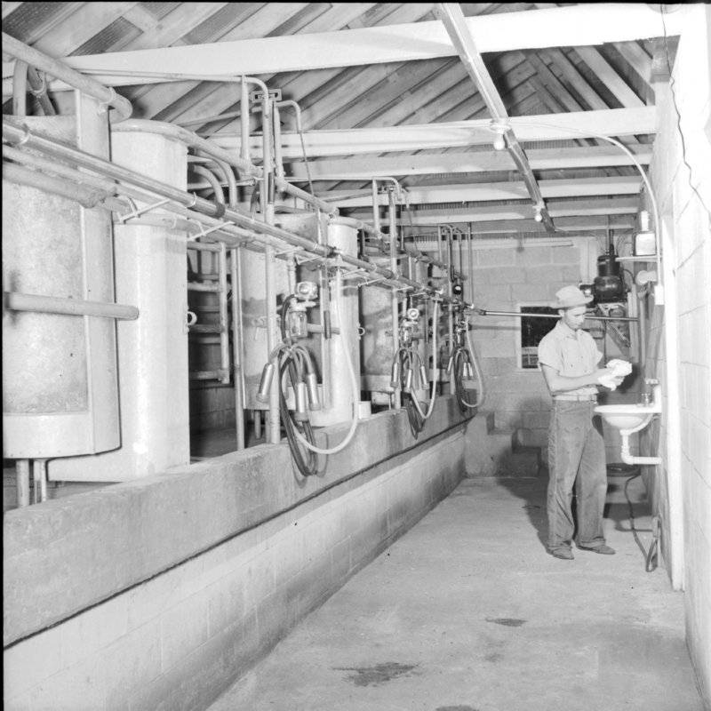 081_for washing hands both in the milk barn... (1954).jpg